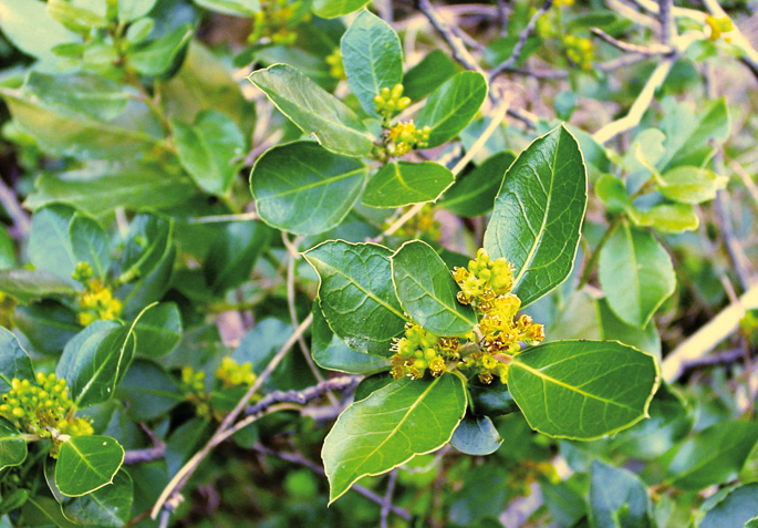 Karrazkilloa (Rhamnus alaternus).