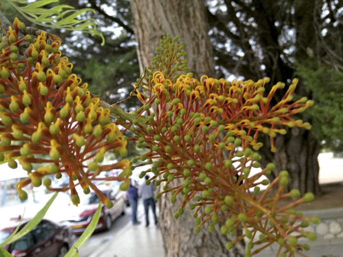 Grevillea robusta, “suzko zuhaitza”.