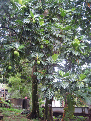 Ogi arbola (Artocarpus altilis).