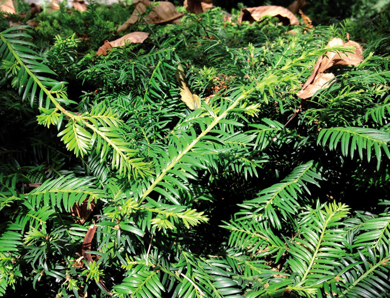 Hagina (Taxus baccata).