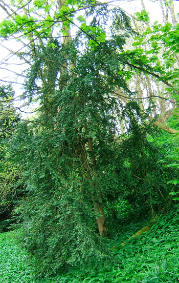 Ezpela (Buxus sempervirens) ugaria da Euskal Herri hezeko mendi natural samarretan. (Arg.: MSF-CC By)