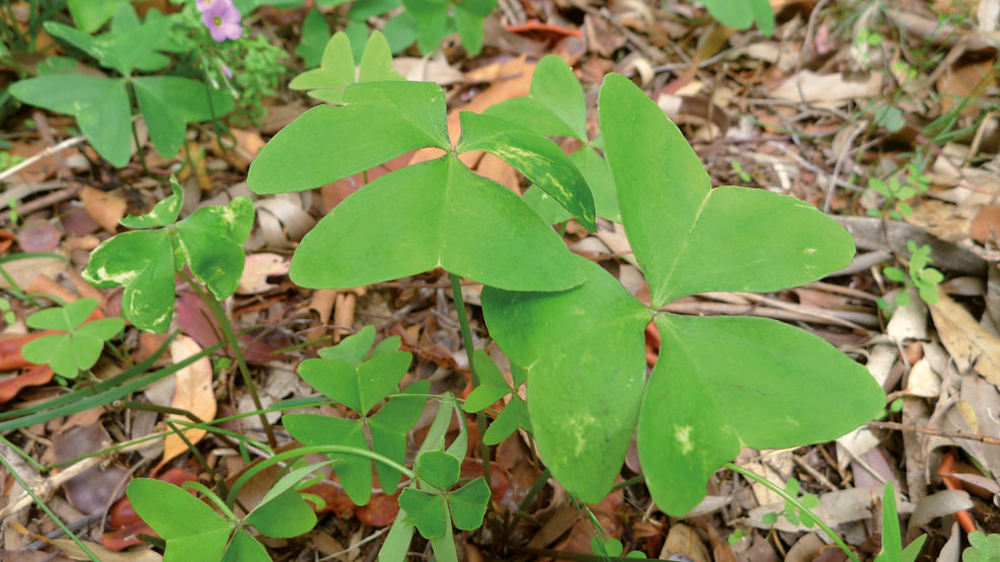 Txomin-belarra, Oxalis latifolia. (Arg.: John Tann-CC By)