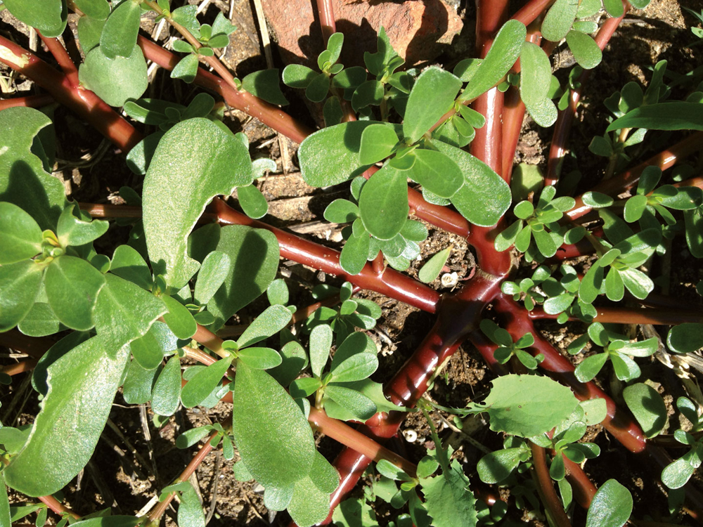 Ez da urte asko gure baratzeetako “belar txartzat” jotzen dugula getozka, Portulaca oleracea. (Arg.: Jakoba Errekondo)