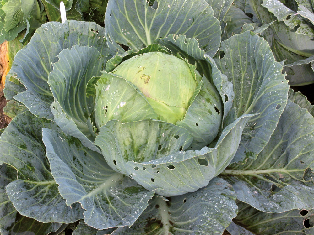 Aza, Brassica oleracea var. capitata. (Arg.: Rasbak-CC By SA)