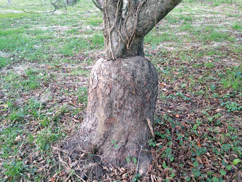 Txertoa sagarrondoan. (Arg.: Jakoba Errekondo)