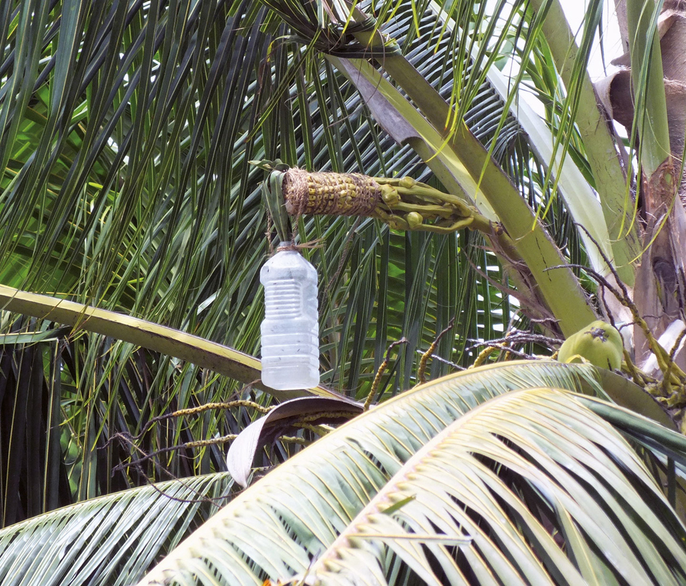 Palmondoen izerdiak ederki baliatzen dituzte Asia eta Afrika tropikaletan edariak sortzeko. (Arg.: Villimaka Foliaki)