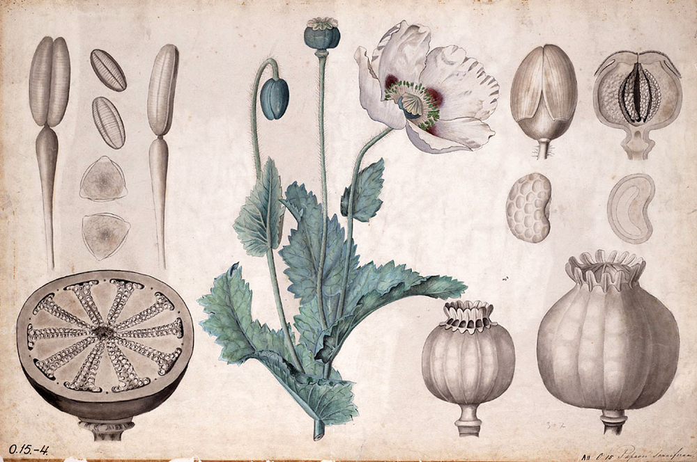 Papaver somniferum edo opio-belarraren ilustrazio zaharra, XIX. mende amaierakoa. Opio kontsumoa askoz zaharragoa da, gutxienez duela 6.000 urtekoa.