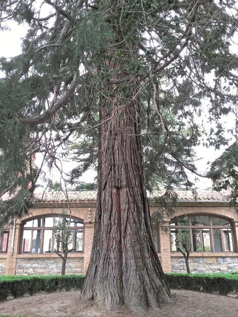 Egun sekuoia da zuhaitzik zaharrena Iruñean, baina historikoki zumarra zen nagusi. Argazkia: euskalerriairratia.eus