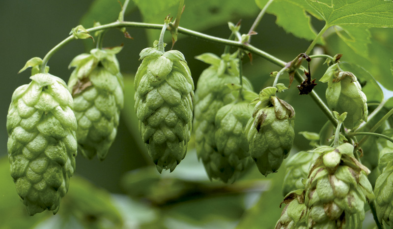 Lupulua (Humulus lupulus), zerbeza-loria (Gipuzkoa), zerbeza-landaria 
(Gipuzkoa), otsaihena (Nafarroa) edo bierbelarra (Iparraldea), Cannabinacea familiako landare belarkara da. 