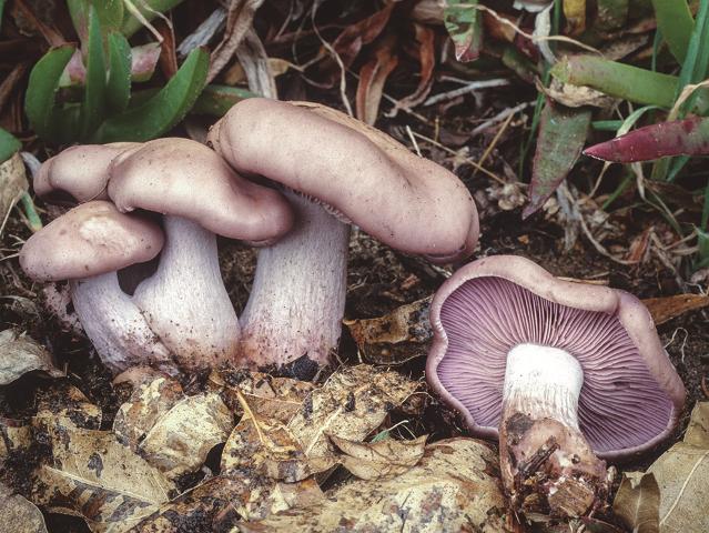 Ziza hankaurdina edo oinurdina (Clitocybe nuda). 
Onddo honek pestizidak eta herbizidak 
degradatzen ditu.