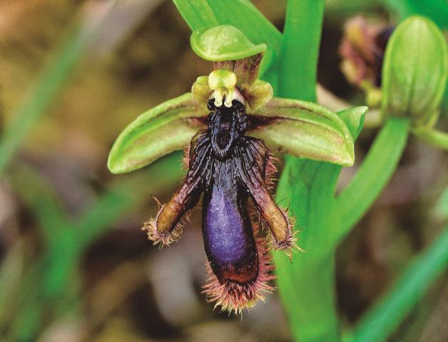 Ispilu orkidea (Ophrys speculum). Lorean duen labeloak edo itxuraldatutako petaloak Dasyscolia ciliata erle mediterraniarraren emearen sorbalda zehatz-mehatz imitatzen du.