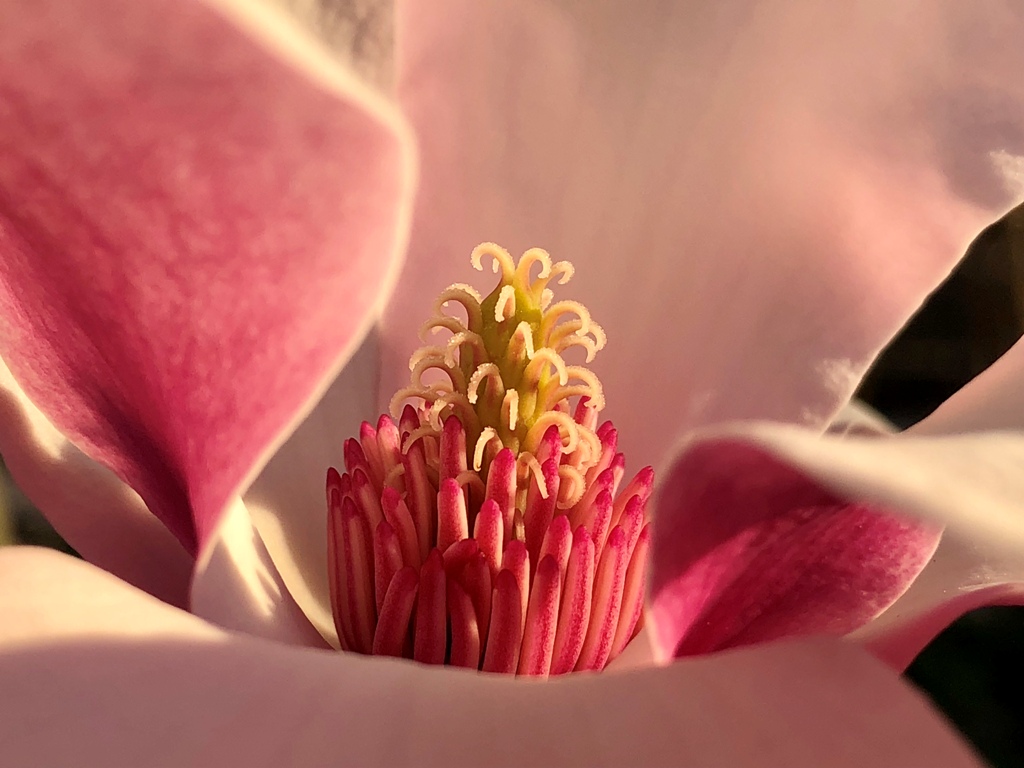 Magnolia soulangeanaren lorea.