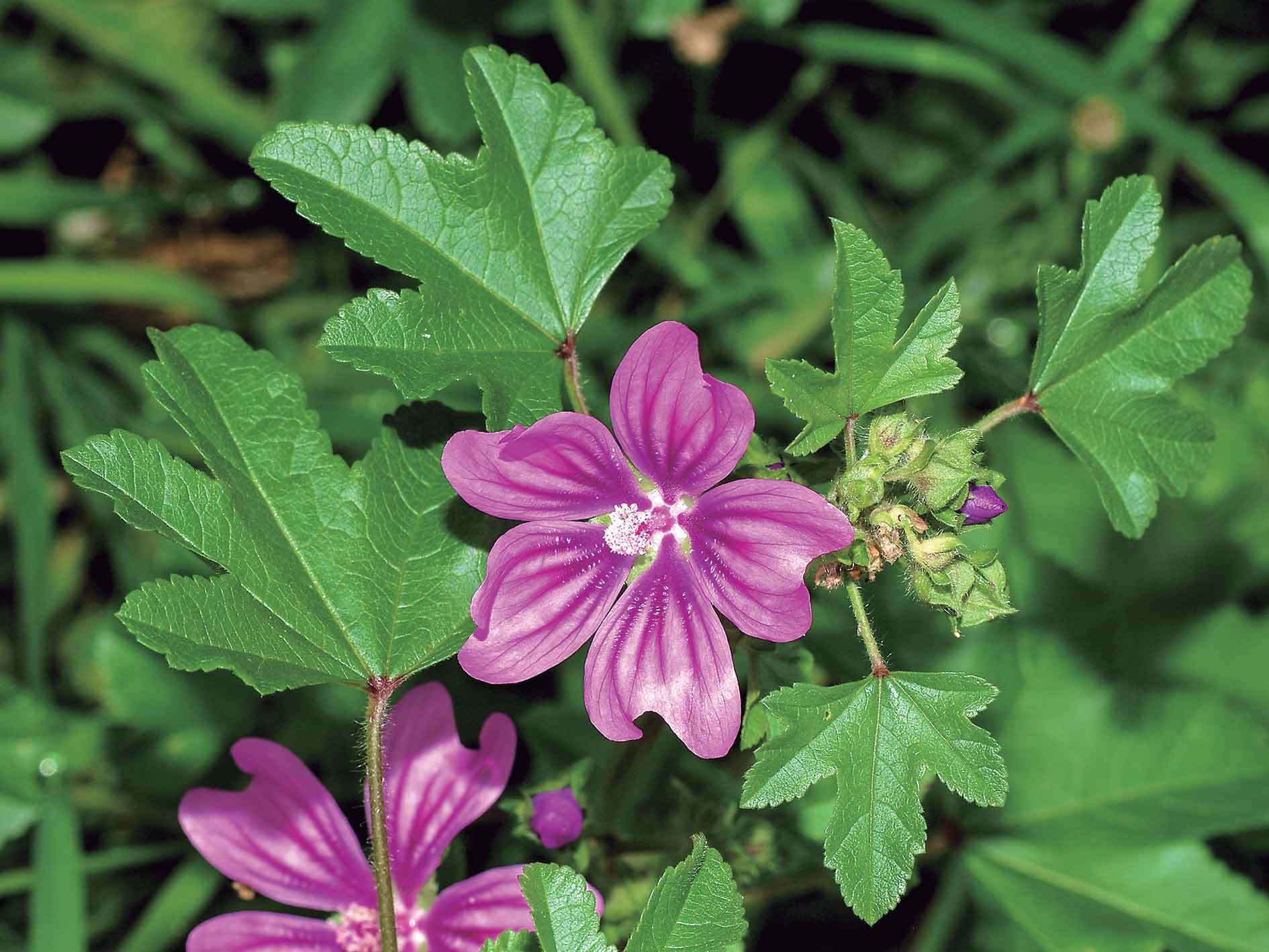 Malba arrunta edo ziguina (Malva Sylvestris) ikusten dugun tokian lurra oso ona izango da, aberatsa eta emankorra. Argazkia: Wikipedia.