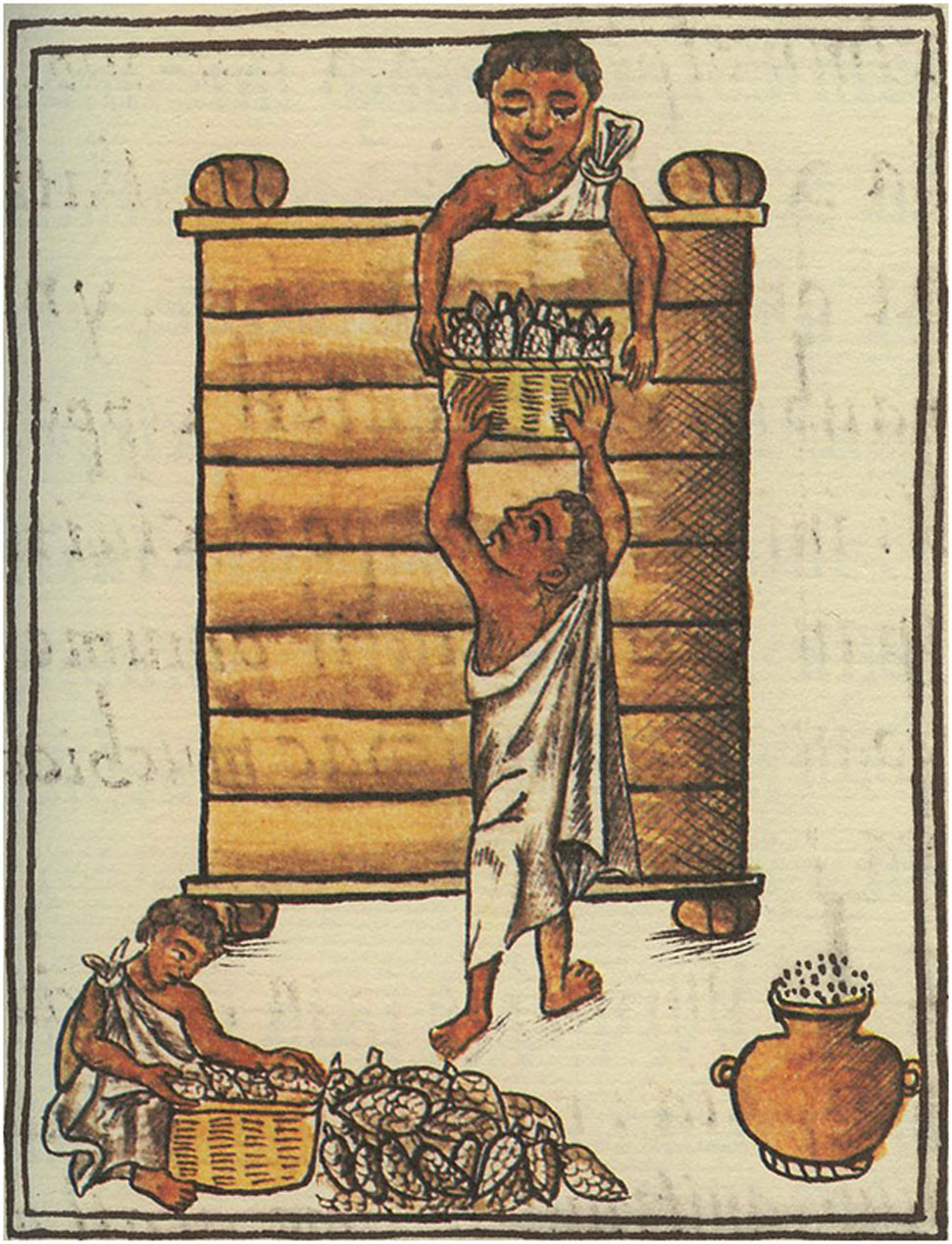 Aztekak artoa biltegiratzen 1575-1577ko irudian. Bernardino de Sahagún-ek idatzitako 