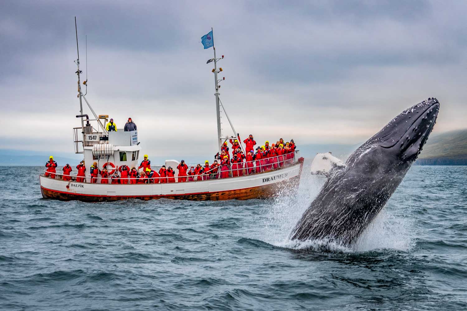 Baleak ikusten Husavik inguruan, Islandian. Itsasoaren ‘simaurketan’ egiten duen lanarekin, ozeanoetako bizia elikatuz, CO2-aren orekan ere garrantzia berezia dauka baleak. Argazkia: Adventures.com