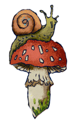 Barraskilo bat Amanita Muscaria baten gainean